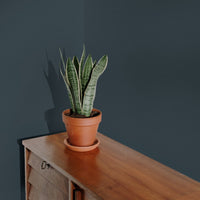 Dark Marine Blue Sample Sample called The Drink Sample by COAT Paints the eco friendly paint company