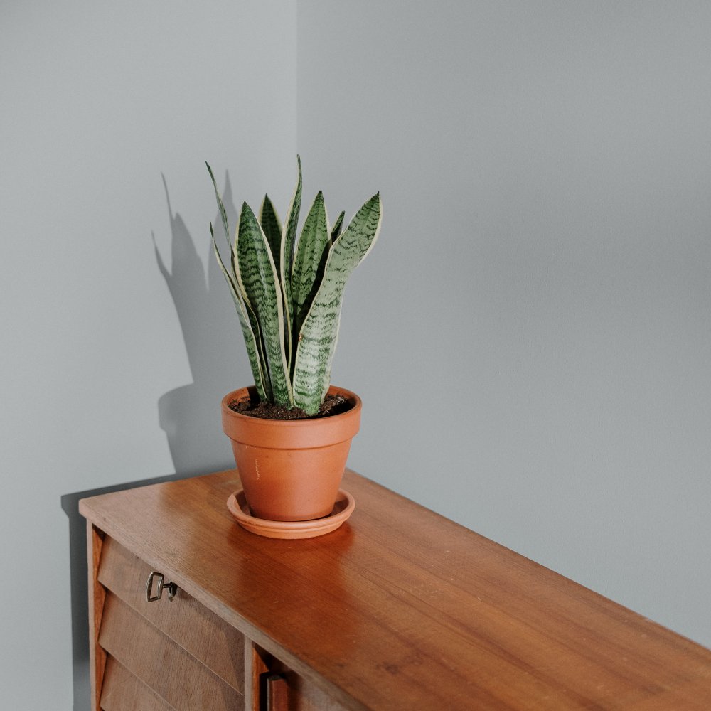 Medium warm grey paint called Are you still watching? by COAT Paints the eco friendly paint company