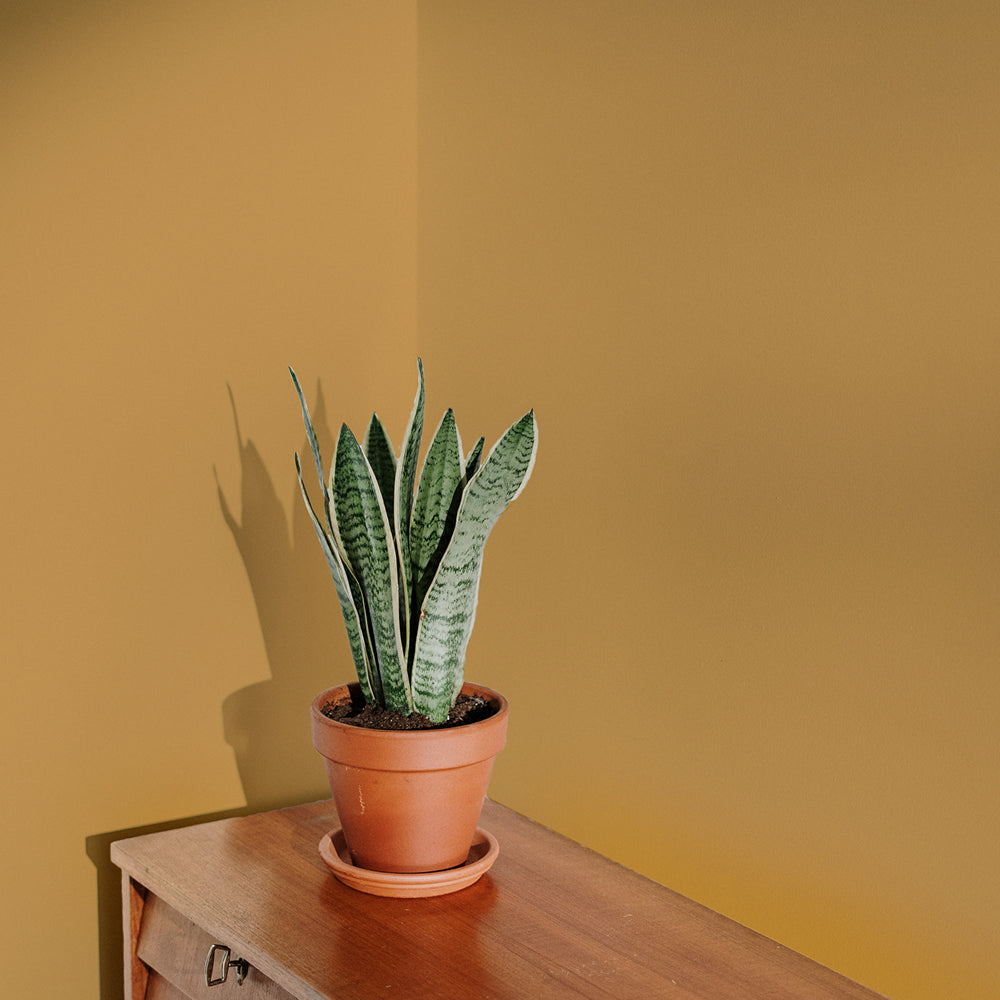 Golden Yellow Sample Sample called House Points Sample by COAT Paints the eco friendly paint company
