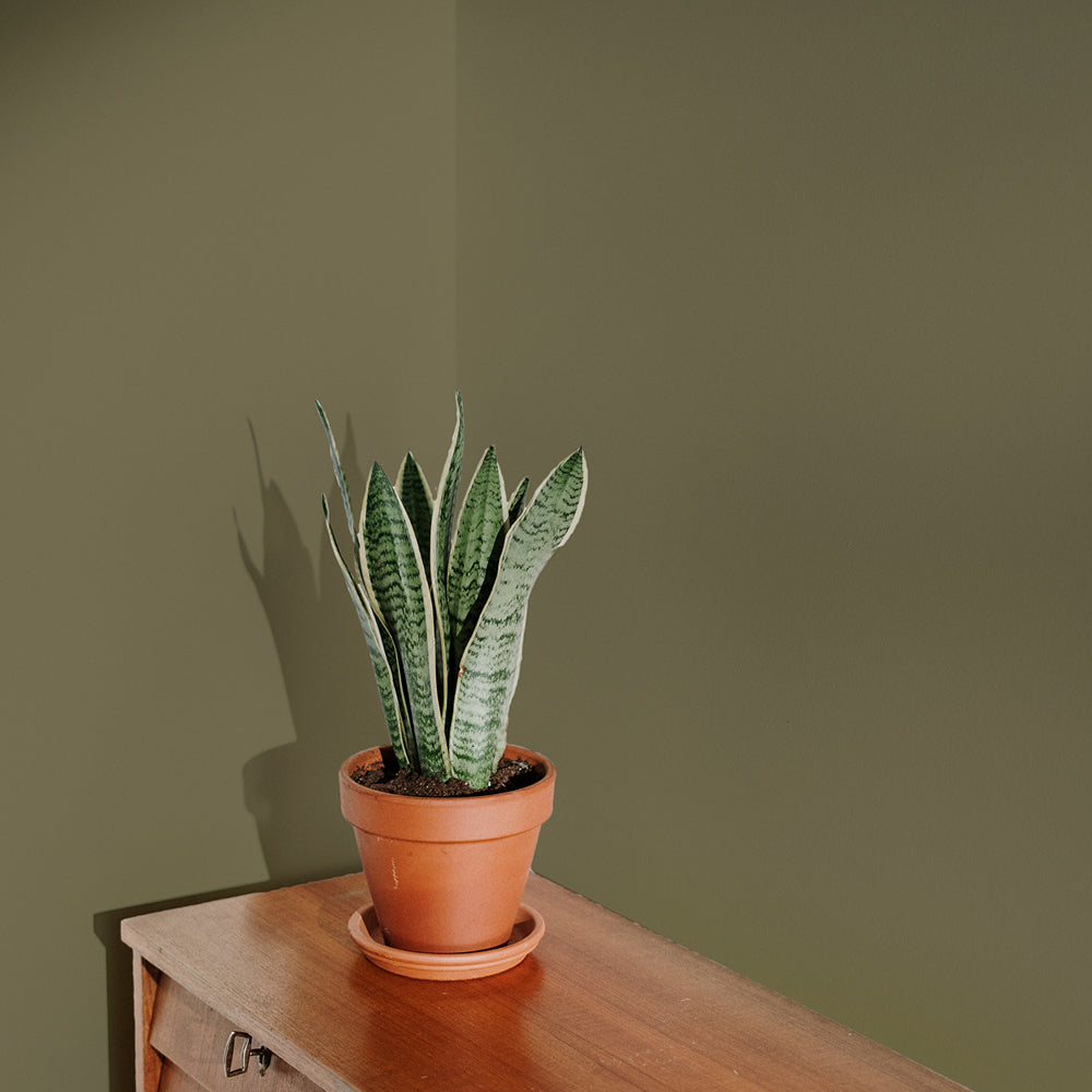 Warm Green Sample Sample called Pan Sample by COAT Paints the eco friendly paint company