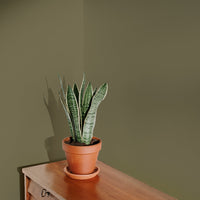 Warm Green Sample Sample called Pan Sample by COAT Paints the eco friendly paint company