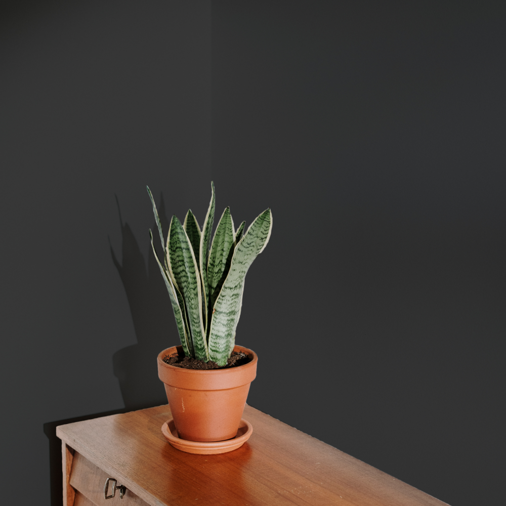 Warm Black Sample Sample called The Record Store Sample by COAT Paints the eco friendly paint company