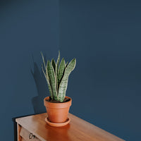 Dark Grey Blue Sample Sample called The Establishment Sample by COAT Paints the eco friendly paint company