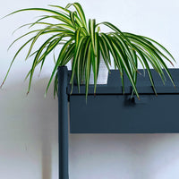 Dark Grey Blue Sample Sample called The Establishment Sample by COAT Paints the eco friendly paint company