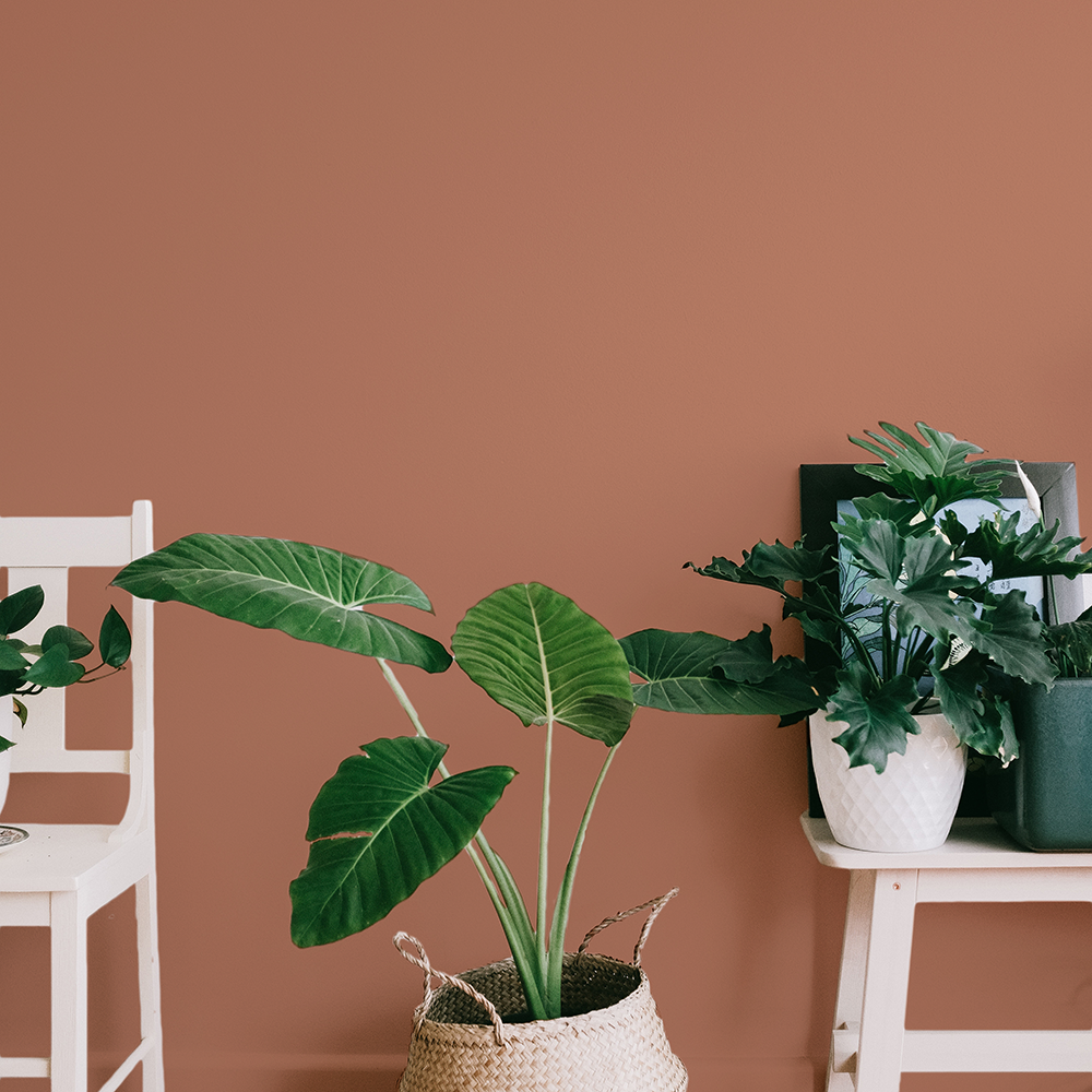 Soft Terracotta paint called Baked by COAT Paints the eco friendly paint company