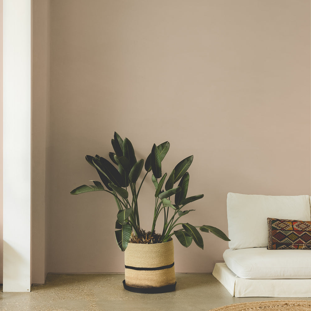 Deep Stony Neutral paint called Buon Fresco by COAT Paints the eco friendly paint company