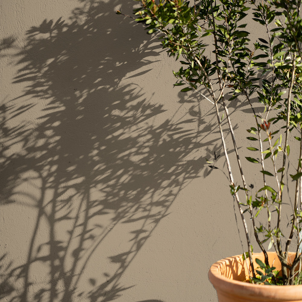 Deep Stony Neutral paint called Buon Fresco by COAT Paints the eco friendly paint company