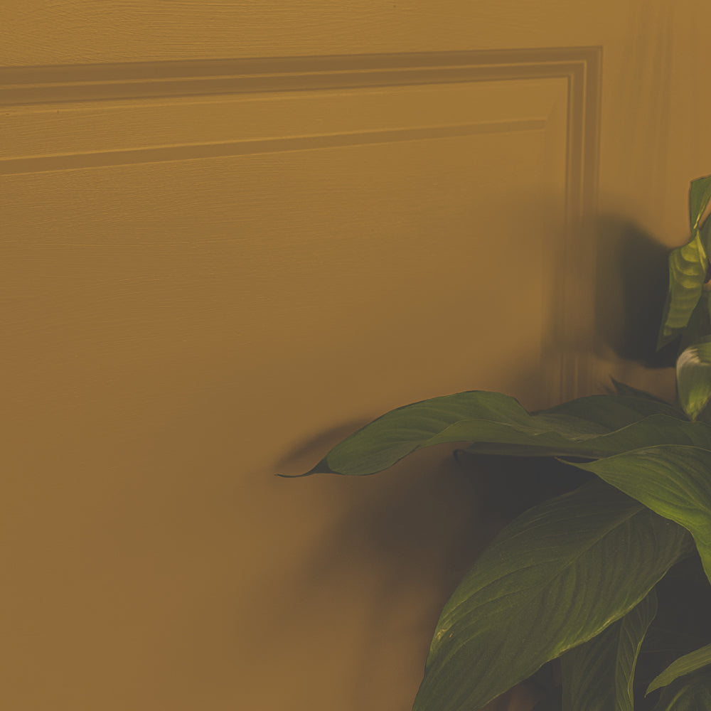 Ochre Yellow paint called Miles From Monday by COAT Paints the eco friendly paint company