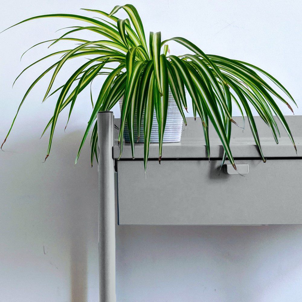 Medium warm grey paint called Are you still watching? by COAT Paints the eco friendly paint company