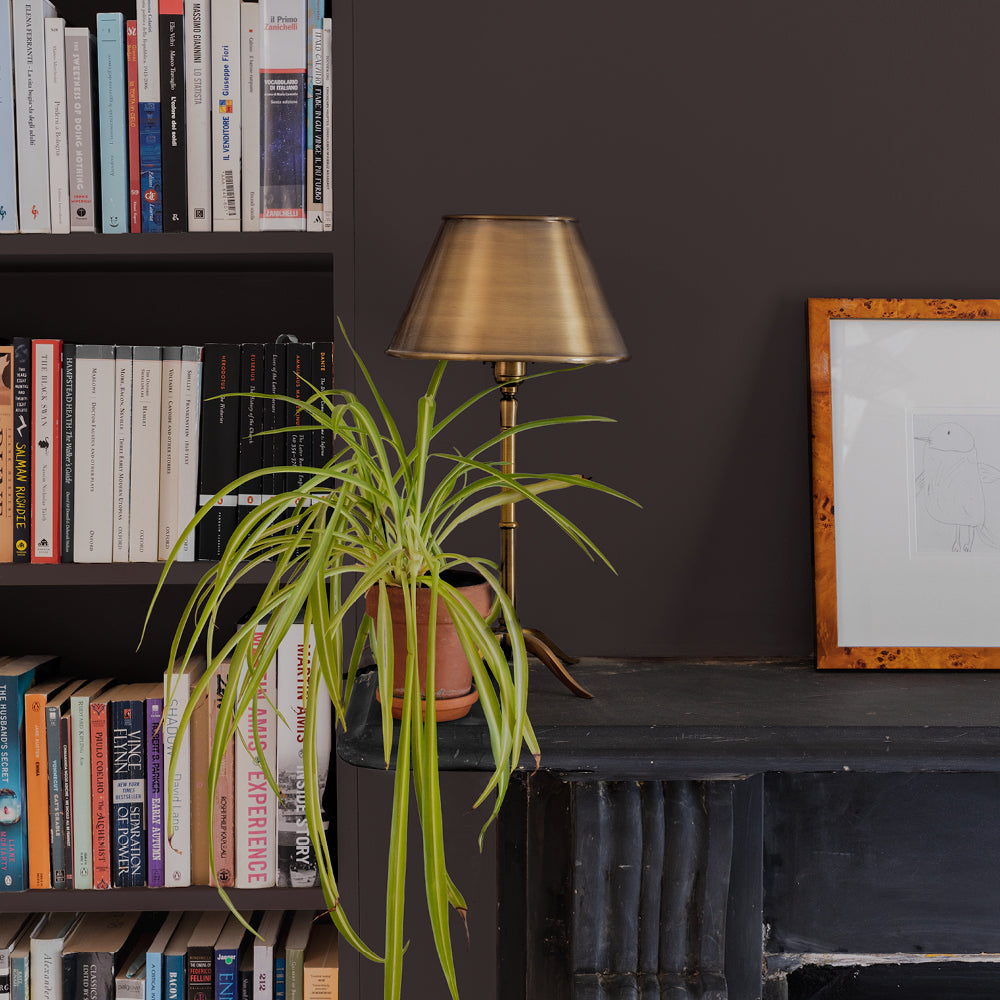 Dark Brown paint called Brasserie Brown by COAT Paints the eco friendly paint company