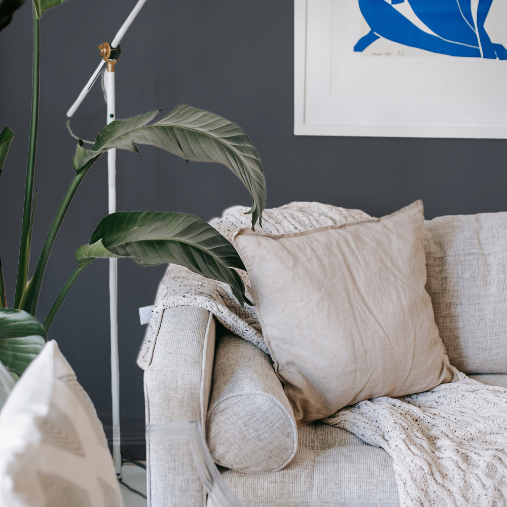 Charcoal Blue paint called Dodie by COAT Paints the eco friendly paint company