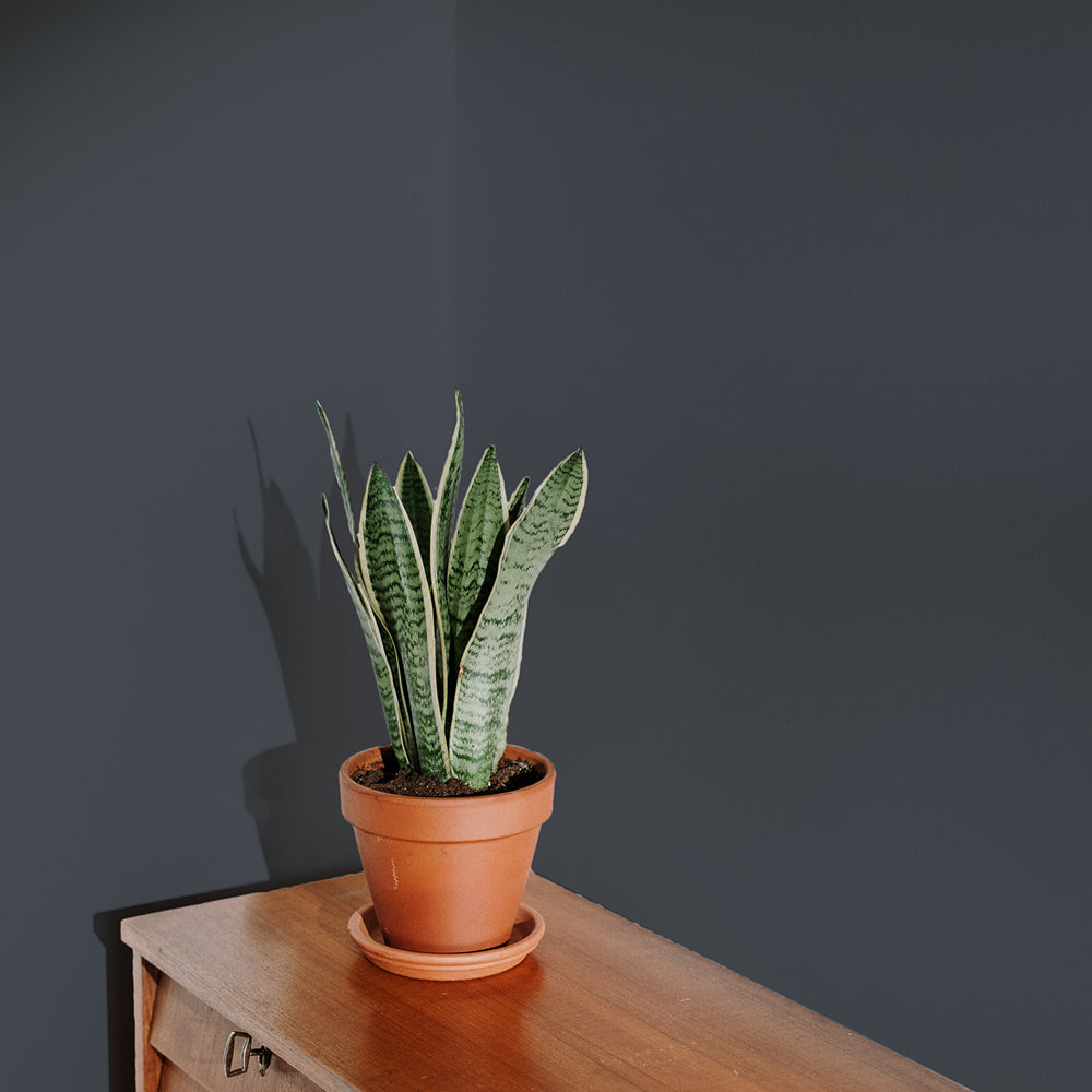 Charcoal Blue Sample Sample called Dodie Sample by COAT Paints the eco friendly paint company