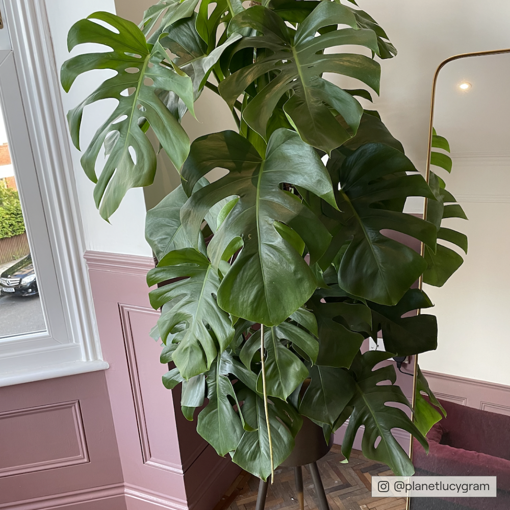 Deep Dusky Pink paint called Festival Eve by COAT Paints the eco friendly paint company