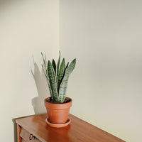 Not Quite Magnolia Sample Sample called Jane Sample by COAT Paints the eco friendly paint company