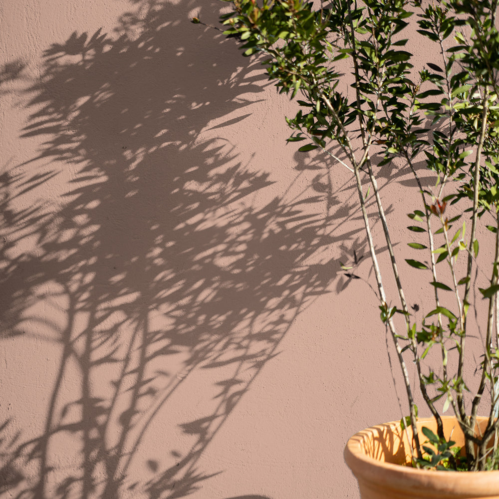 Wet Plaster Pink paint called Persipan by COAT Paints the eco friendly paint company