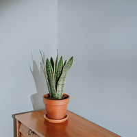 Pale Blue Sample Sample called The Good China Sample by COAT Paints the eco friendly paint company
