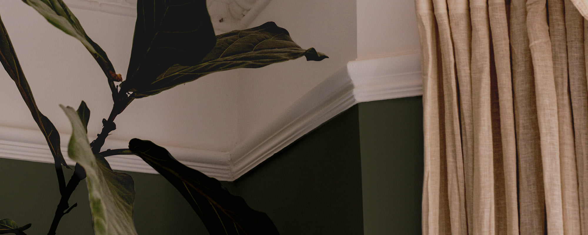 Deep Bronze Green paint called The Tobacconist by COAT Paints the eco friendly paint company