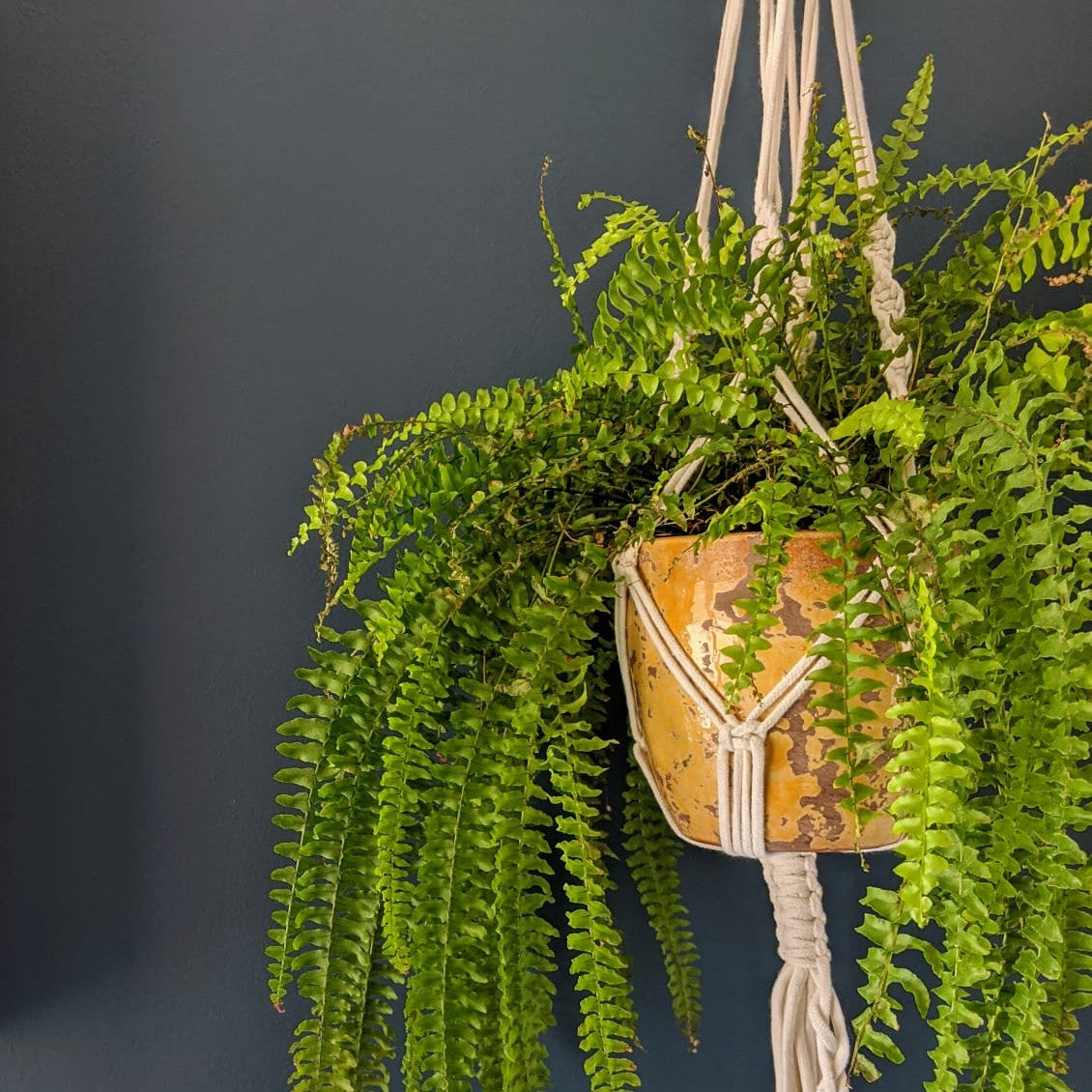 Dark Marine Blue paint called The Drink by COAT Paints the eco friendly paint company